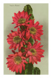 Red Cactus Flowers