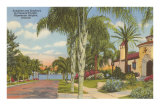 Palm-Lined Street, Orlando, Florida