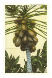 Buy Papaya Tree, Florida at AllPosters.com