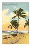 Buy Palm Trees, Miami Beach, Florida at AllPosters.com