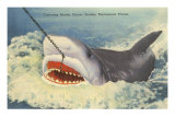 Catching a Shark, Marineland, Florida