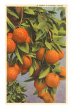 Buy Oranges, Florida at AllPosters.com