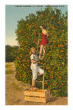Ladies Picking Oranges, Florida