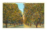 Orange Grove, Florida