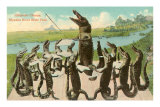 Alligator Chorus, Myakka River State Park, Florida