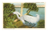 Snowy Egret, Myakka River State Park, Florida