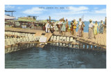 Turtle Crawls, Key West, Florida