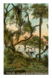 Picnic Oak, St. Petersburg, Florida