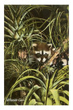 Florida Coon, Pineapples