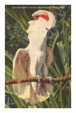 Salmon-Crested Cockatoo, Florida