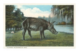 Razorback Hog, Florida
