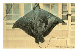 Whip Ray, Miami, Florida