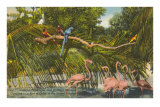 Macaws, Flamingos, Cockatoo, Florida