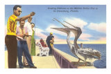 Feeding Pelicans, St. Petersburg, Florida