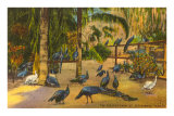 Peacocks, St. Petersburg, Florida
