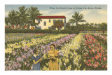 Gladioli Field, Ft. Myers, Florida