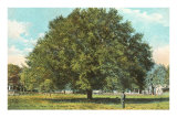 Water Oak, Jacksonville, Florida