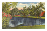 Peacock, Sarasota, Florida