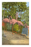 Flamingos, Florida