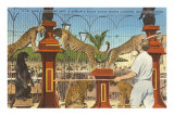 Circus Leopards, Panther, Lion, Sarasota, Florida