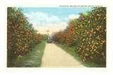 Orange Grove, Florida