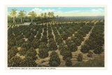 Orange Grove, Florida