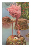 Flamingo Nesting in Florida