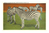 Zebras, Sarasota, Florida