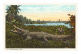 Florida Alligator