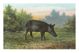 Florida Razorback Hog