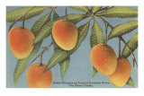 Buy Mangoes, Ft. Myers, Florida at AllPosters.com