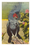 Black Cockatoo, Miami, Florida
