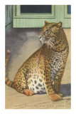 Leopard, Sarasota, Florida