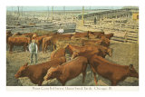 Stockyards, Chicago, Illinois