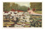 Lily Pond in Washington Park, Chicago, Illinois