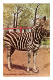 Buy Zebra, Lincoln Park Zoo, Chicago, Illinois at AllPosters.com