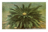 Cycad, Sago Palm, Florida