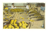 Buy Packing Grapefruit, Florida at AllPosters.com