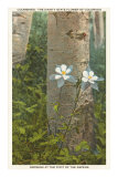 Columbines