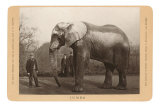 Photo of Jumbo the Elephant