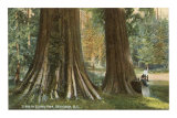 Buy Stanley Park, Vancouver, British Columbia at AllPosters.com