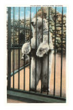 Buy Polar Bear, Lincoln Park Zoo, Chicago, Illinois at AllPosters.com
