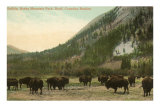 Buffalo, Banff, Alberta