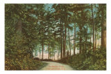 Buy Stanley Park, Vancouver,British Columbia at AllPosters.com