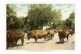 Buffalo Herd, Lincoln Park, Chicago, Illinois