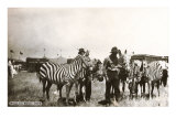 Circus Zebras