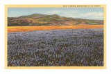 Wildflowers in Spring, California