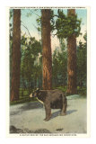 Bear, San Bernardino Mountains, California