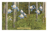 Colorado Columbines and Aspens