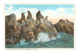 Buy Seals at Catalina Island, California at AllPosters.com